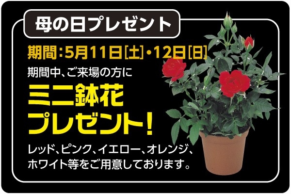 母の日 5月11日・12日にはミニ鉢花プレゼント